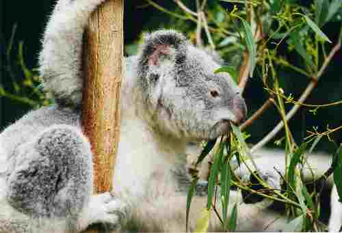 800px_koala_ag1.jpg - 10.94 KB